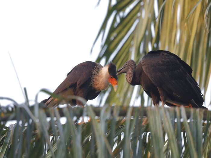 Two birds perched on a branch amidst palm leaves, sharing a moment.