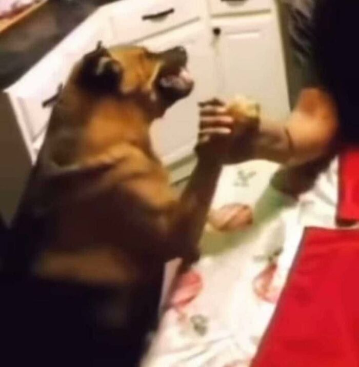 Dog playfully arm-wrestling with a person at a table, going off the rails in a funny moment.