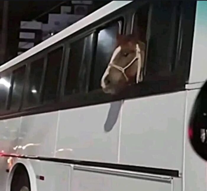 Horse poking head out of a bus window, going full "goblin mode" in a humorous scene.