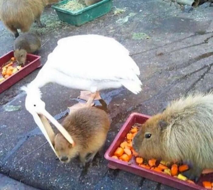 Animales actuando sin sentido, pelícano y carpinchos comiendo juntos en un recinto exterior.