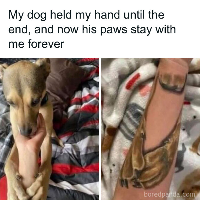 Dog holding hand with tattooed paws on arm, showcasing a moving meme of positivity.