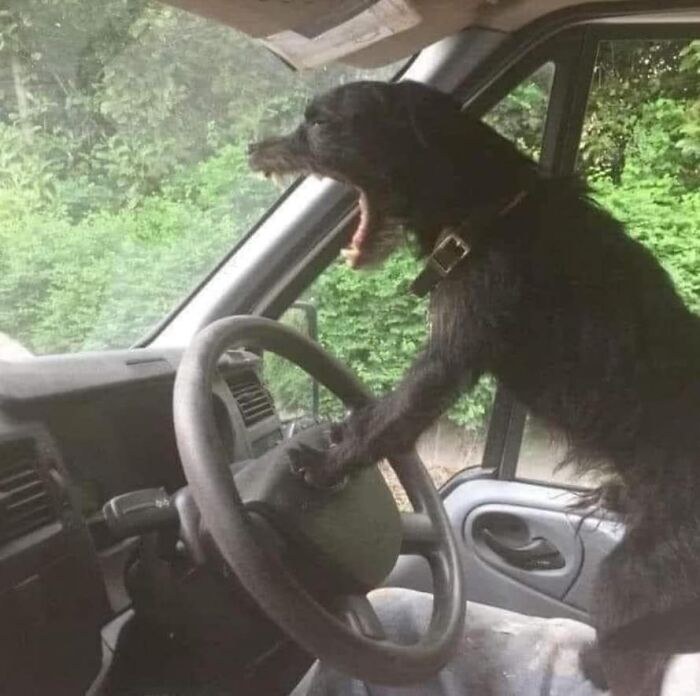 Perro actuando sin sentido, con las patas sobre el volante en un coche, en modo «goblin».