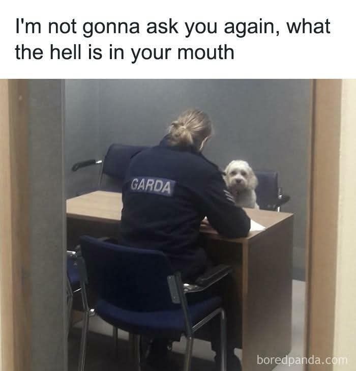 Dog sitting across from an officer in an interrogation room, creating a humorous and uplifting meme.