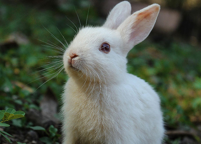 A fluffy white rabbit sitting on grass, representing delightful and wholesome facts.
