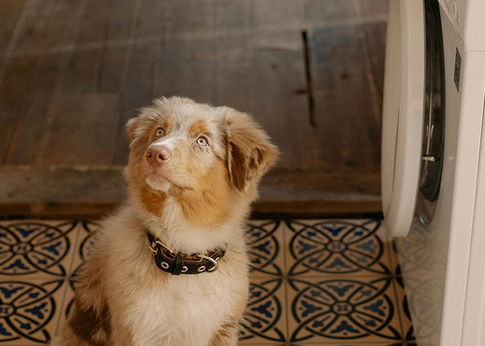 A curious dog sitting on a patterned rug, gazing up near a washing machine.