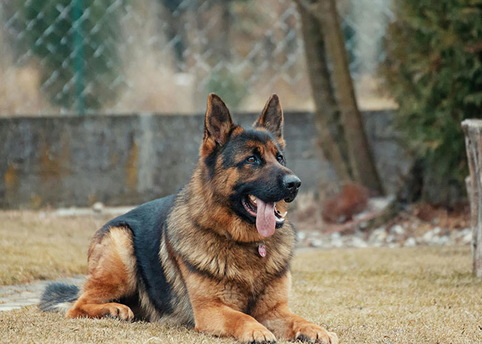 People With Impossibly Dumb Pets Share Their Stories, Here Are 45 Of The Most Unhinged Ones