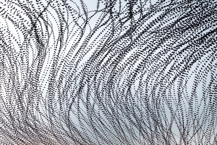 Migrating birds create stunning patterns in flight, captured beautifully by photographer Kathryn Cooper.