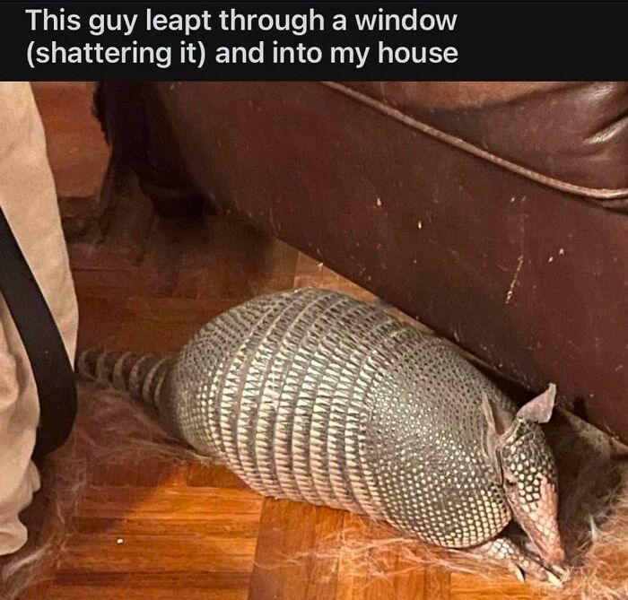 Armadillo inside a house after leaping through a window, showcasing hilarious animal antics.