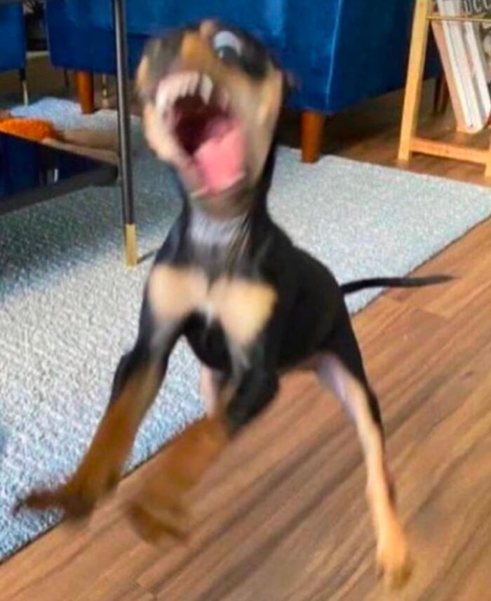 A small dog in motion with a wild expression, embodying goblin mode on a wooden floor.