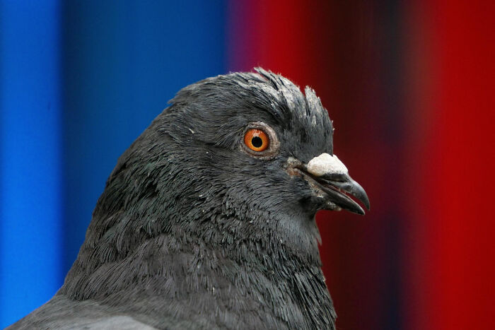 Close-up of a pigeon with vibrant red and blue background, illustrating concepts of non-physical attractiveness.