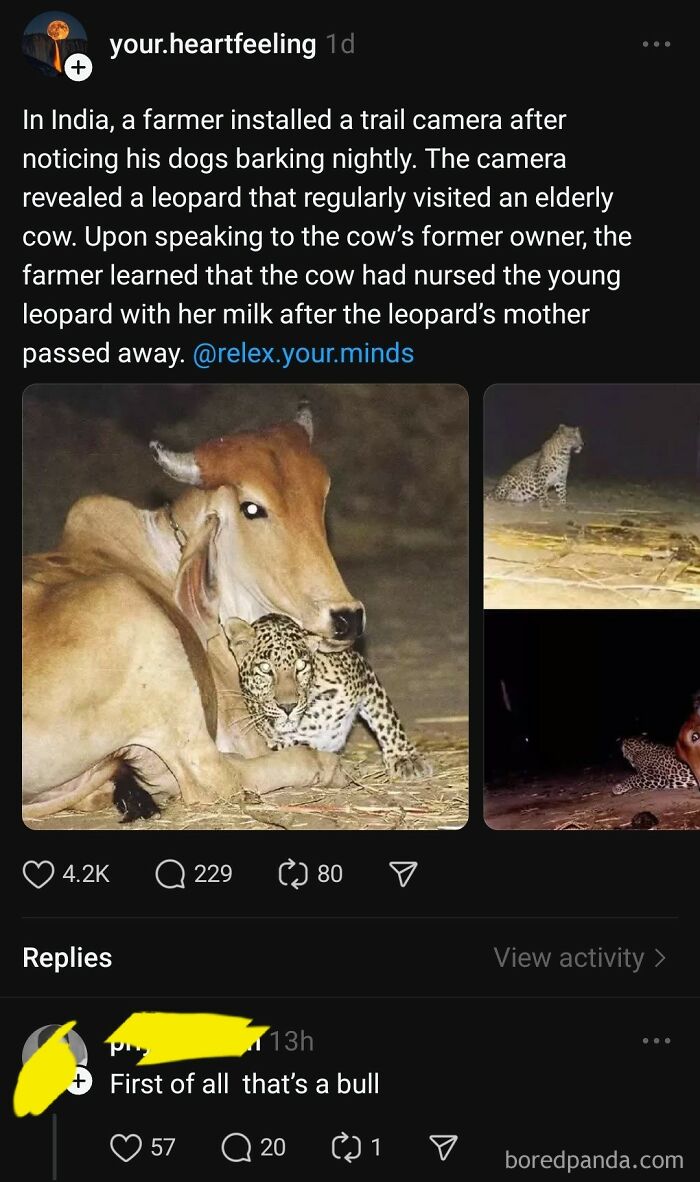 Bull with a leopard, highlighted in a comment correcting the animal's identity.