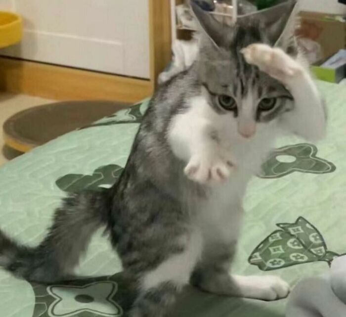 Gato actuando sin sentido con actitud juguetona en una cama verde.