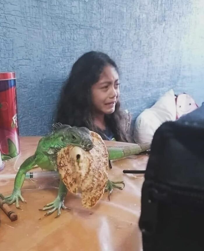 Iguana amusingly holding a tortilla in its mouth as a girl looks on, showcasing animals going off the rails.