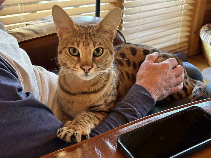 Cat with sharp claws resting on a person's lap, gazing intently.