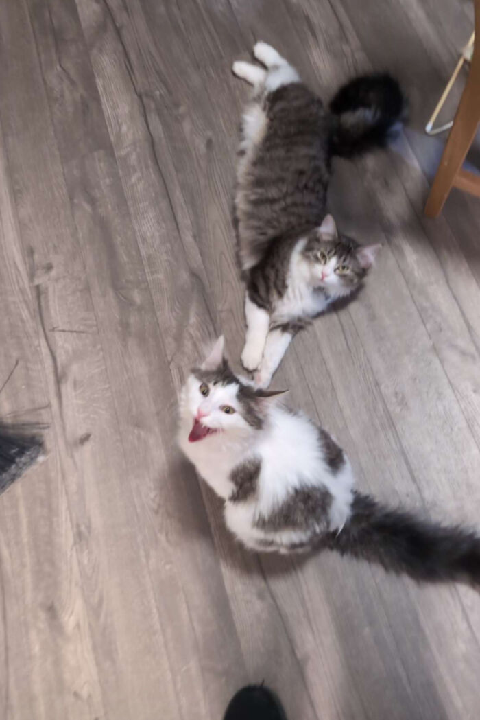Two fluffy cats on wooden floor, one meowing loudly while the other lies relaxed nearby, showcasing vocal cats.