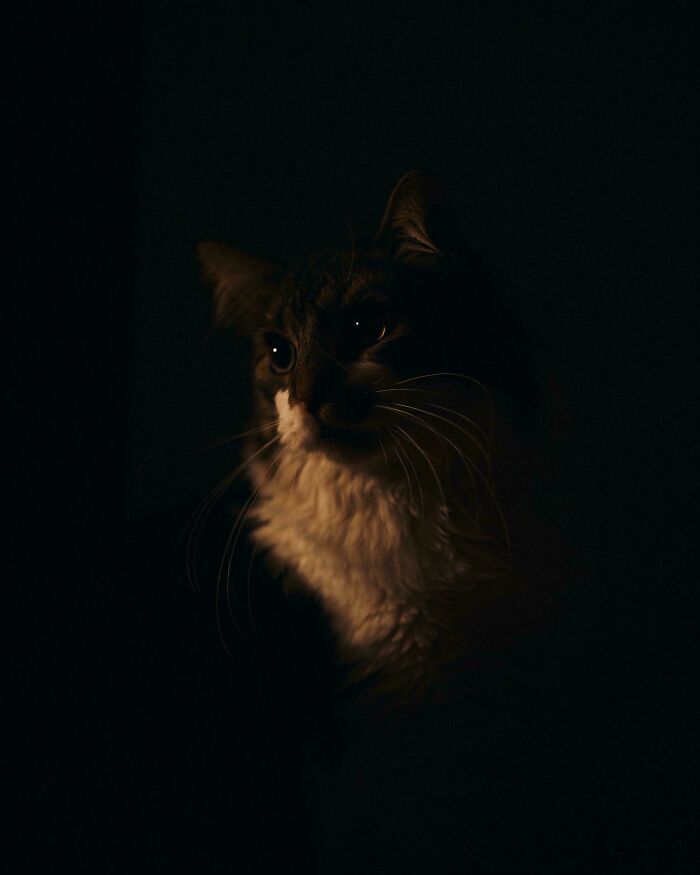 Cat portrait in dim light, evoking an accidental renaissance painting feel with dramatic shadows.