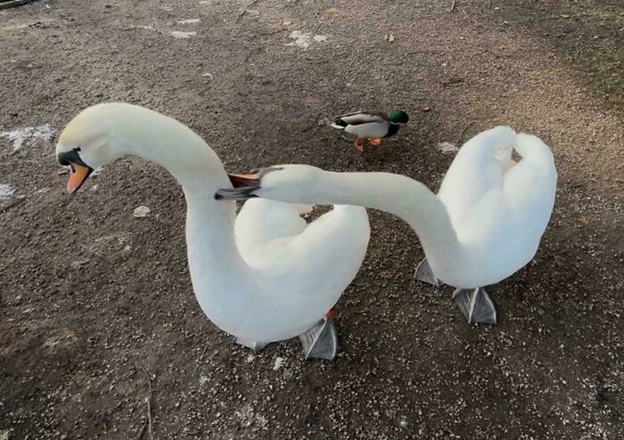 Two swans being playful, with one nipping the other's neck, while a duck watches in the background. Funniest birds being jerks.