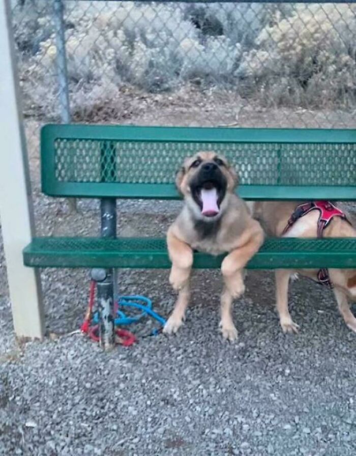A dog sitting humorously on a bench, appearing to malfunction, with a joyful expression and open mouth.