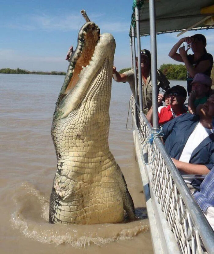 Giant crocodile rising out of murky water next to boat with tourists, showcasing scary size for megalophobia enthusiasts.