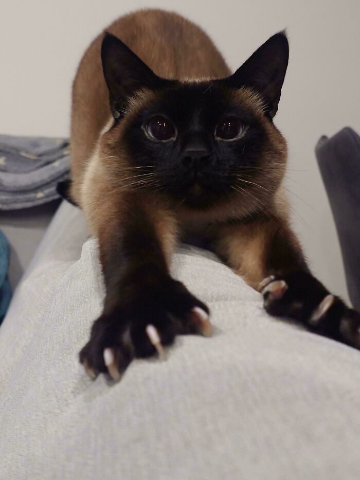 Siamese cat stretching with sharp claws displayed on a couch.