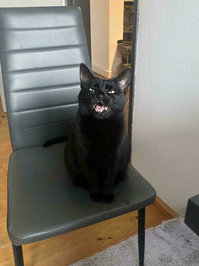 Black cat meowing loudly while sitting on a gray dining chair in a modern indoor setting.