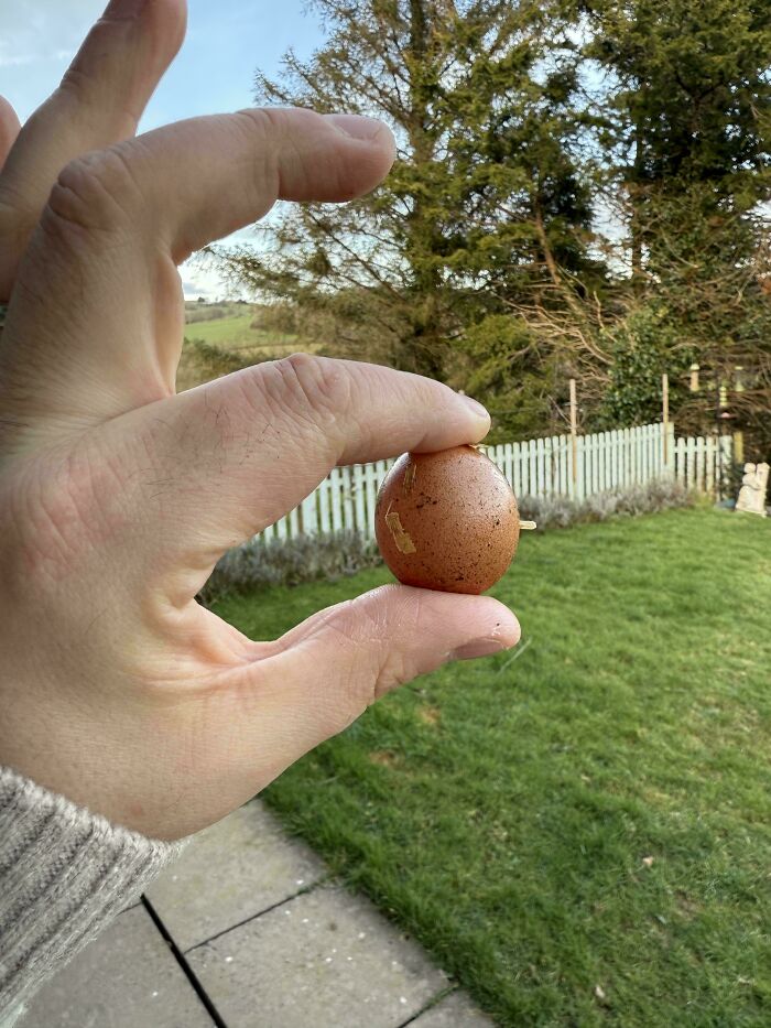 Hand holding a tiny brown egg in a green yard, illustrating hilarious harvesting size comparison.