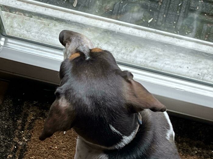 Dog staring intently out a window, seemingly confused by the glass barrier, exemplifying "malfunctioning" behavior.
