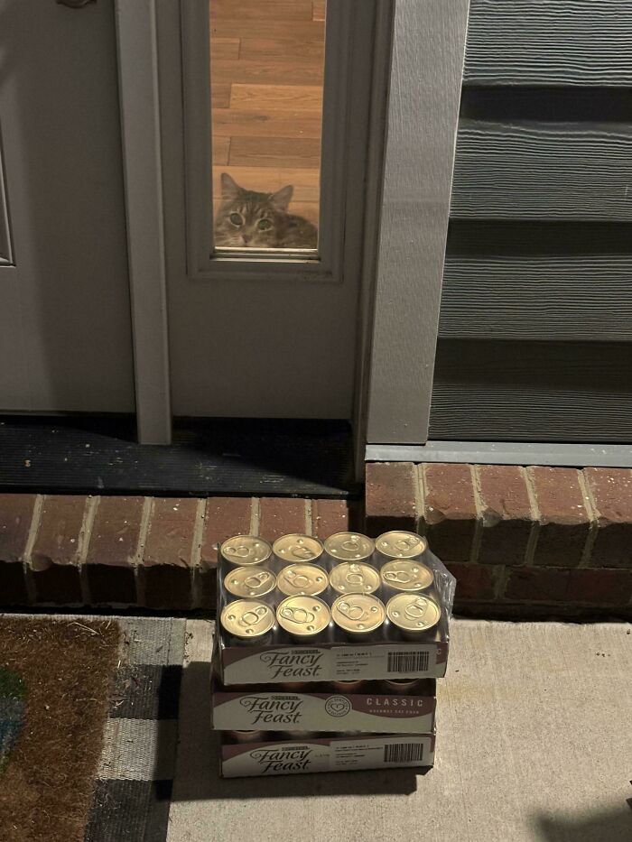 Cat watching Instacart delivery of cat food cans through glass door at night.