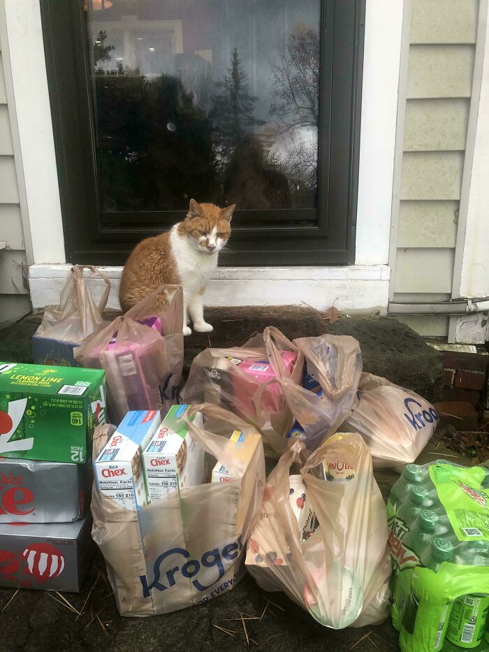 Cat sitting by Instacart delivery with grocery bags outside a house.