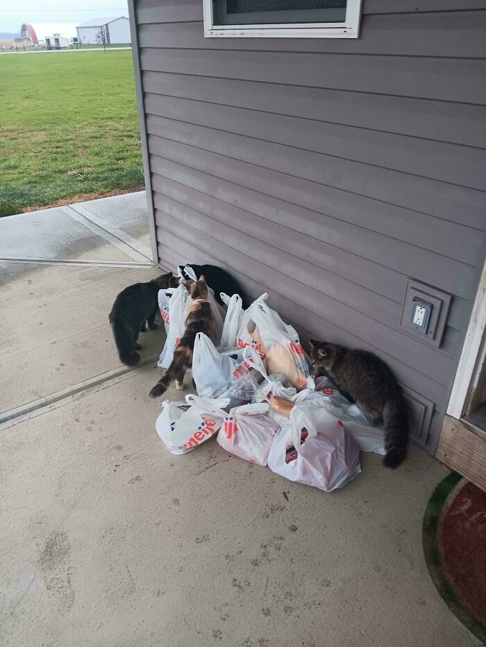 Raccoons rummaging through Instacart shopping bags on a porch.