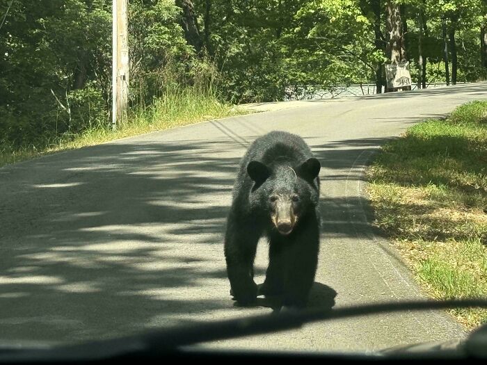 Bear sighting on a road, captured by Instacart shopper during a delivery trip.