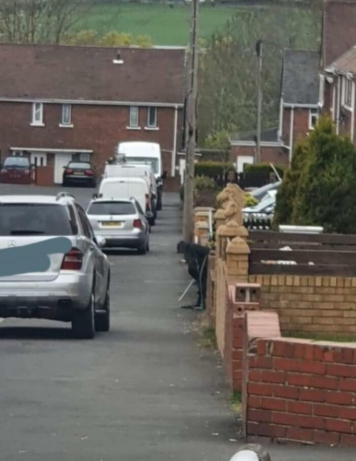 Street scene with a dog that appears to be a person against a brick wall, causing hilarious misunderstandings.