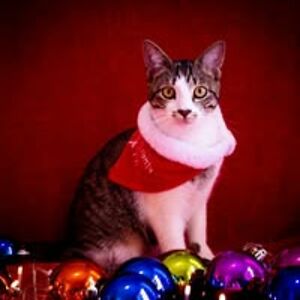 madaleenbooyens avatar