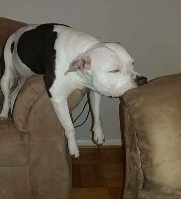 A dog comfortably rests with its body hanging between two couches, looking content. Wholesome animal moment.