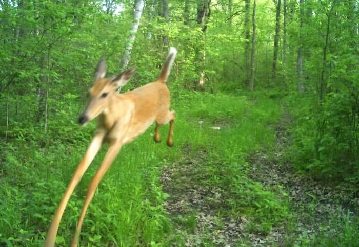 A deer leaping gracefully through a lush green forest path, embodying wholesome animal energy.