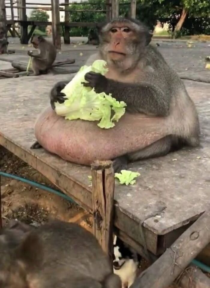 Monkey sitting with lettuce, embodying a wholesome moment among animals.
