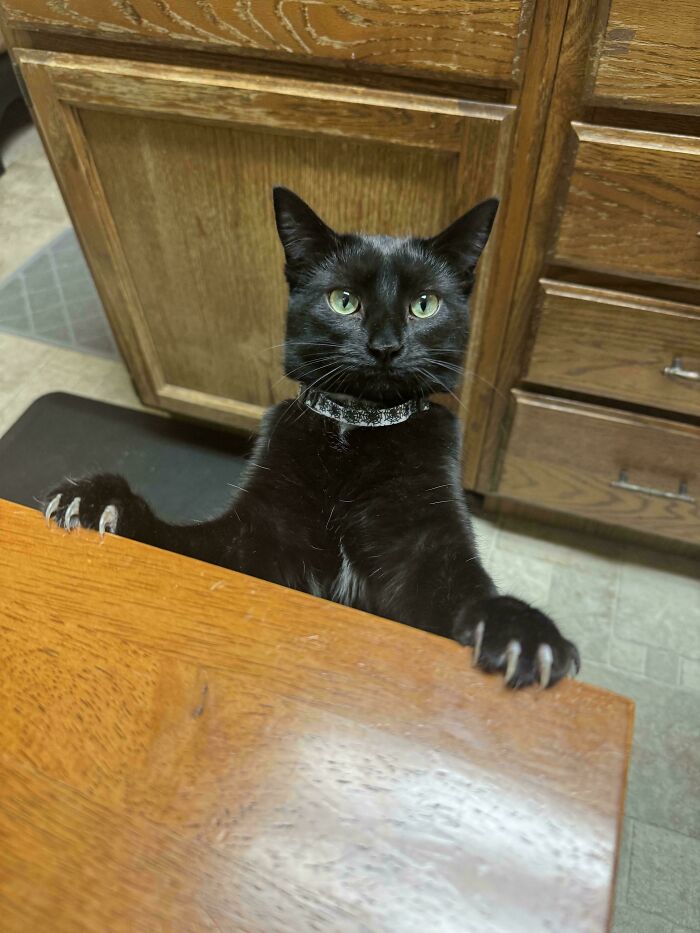 Black cat with sharp claws on a wooden table, looking adorably scary.