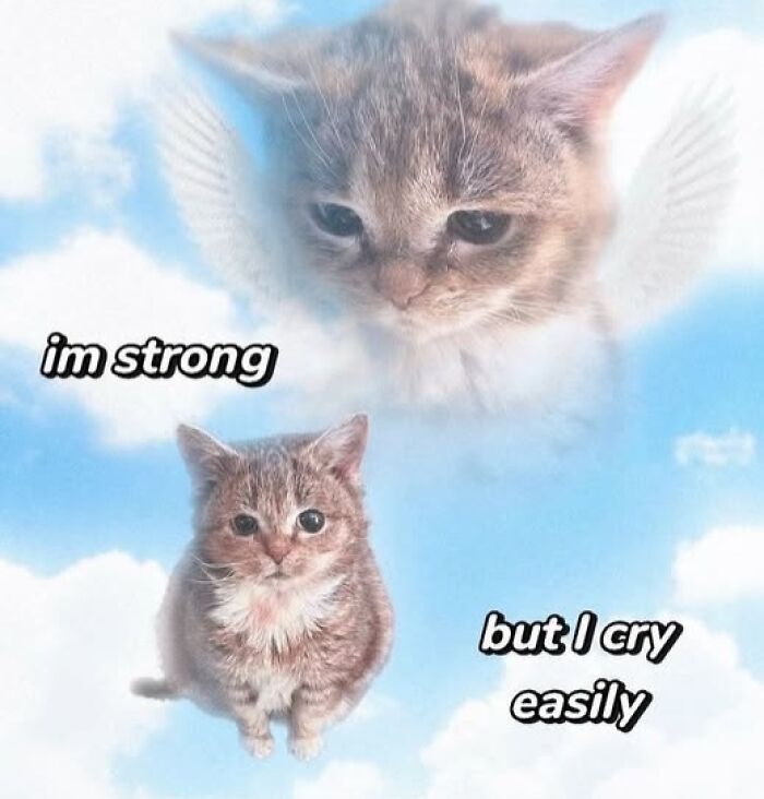 Cute cat with wings in a meme, expressing strength and vulnerability; a perfect funny-silly-Facebook-meme.