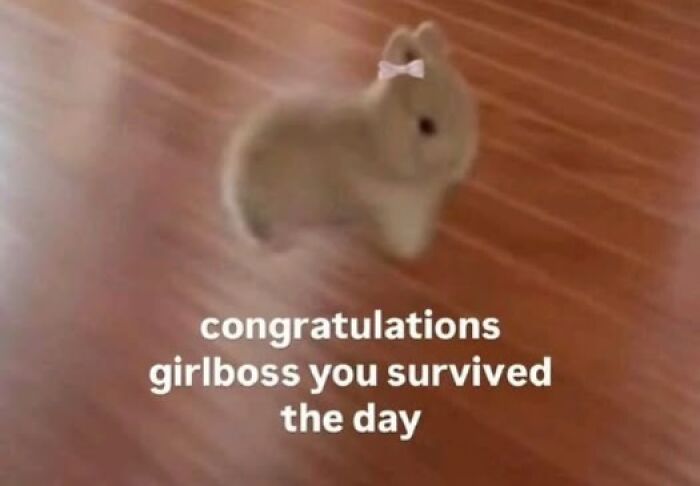 Blurry bunny with a bow on a wooden floor, captioned "congratulations girlboss you survived the day." Funny Facebook meme.