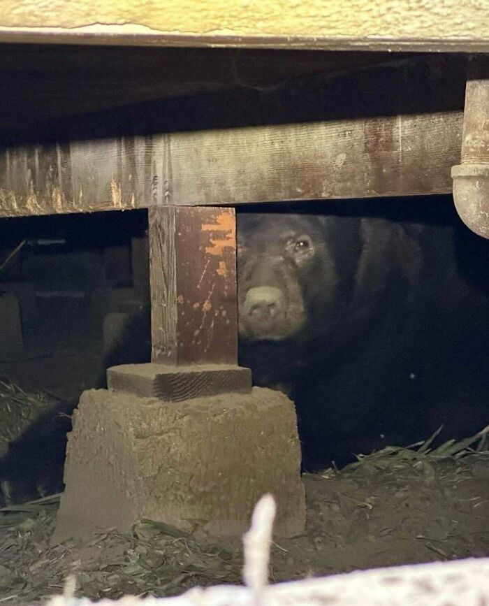 Bear hiding beneath a wooden structure, peeking out, showcasing fascinating animal behavior in an unexpected setting.