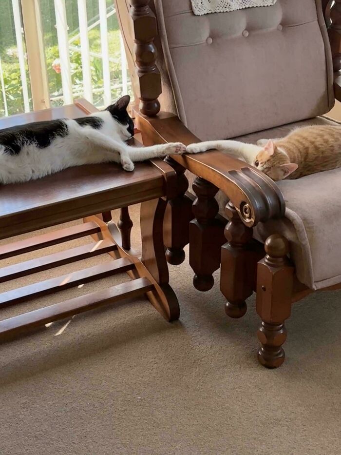 Two cats lounging on wooden furniture, touching paws in a scene reminiscent of an accidental Renaissance painting.