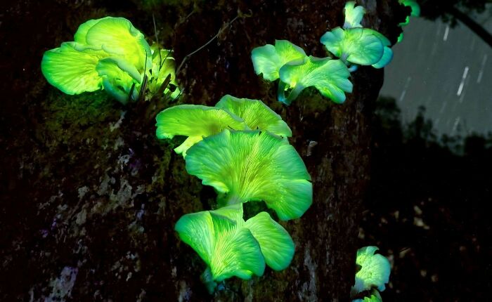 Glowing green mushrooms on a tree trunk in a forest, showcasing nature's beauty.