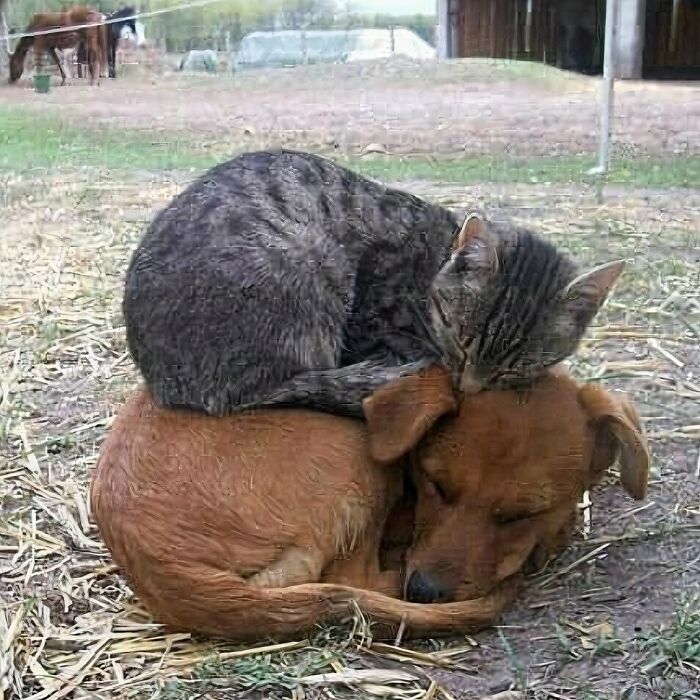 Cat sleeping on a dog in a funny and confusing moment without context outdoors.
