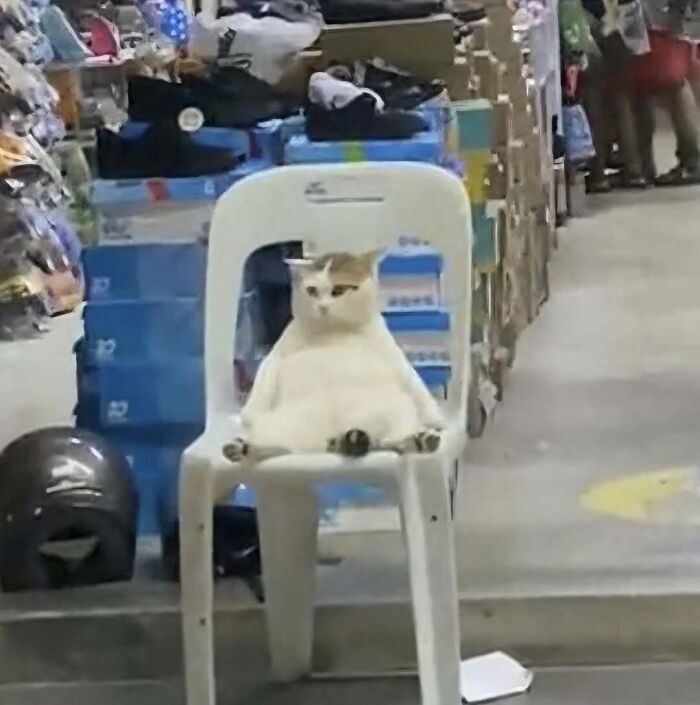 Confusing and funny photo of a cat sitting upright on a plastic chair in a cluttered store aisle.