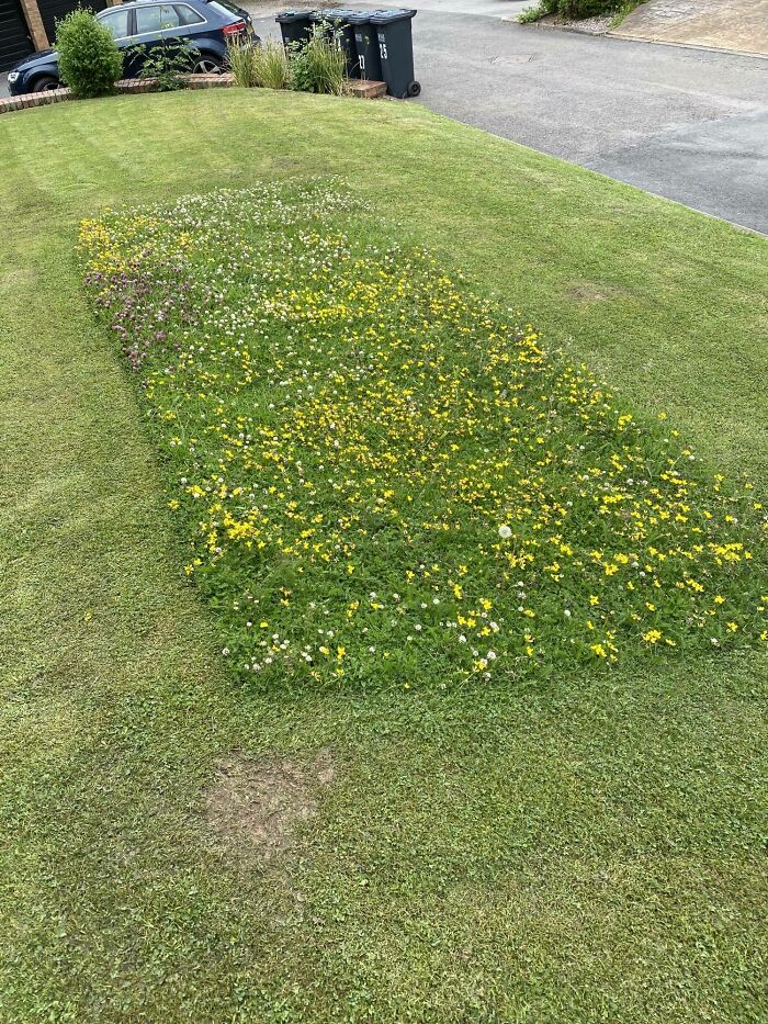 A rectangular patch of grass with colorful wildflowers in a neatly trimmed lawn, showcasing a mildly interesting garden contrast.