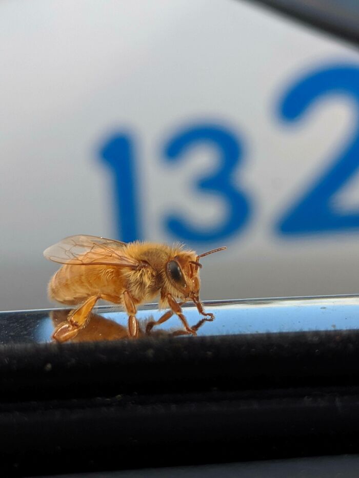 A bee on a reflective surface with blurred numbers in the background, creating a mildly interesting scene.