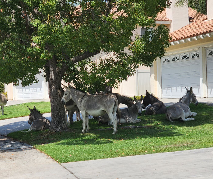 Donkeys resting under a tree in a suburban neighborhood, a mildly interesting scene.