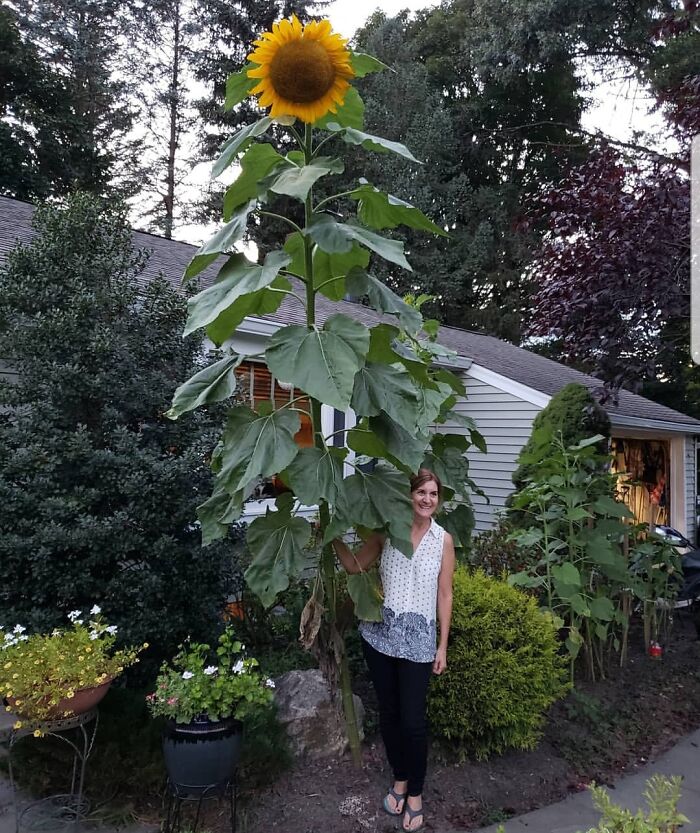 Woman standing beside a towering sunflower next to a house, showcasing a mildly interesting garden scene.