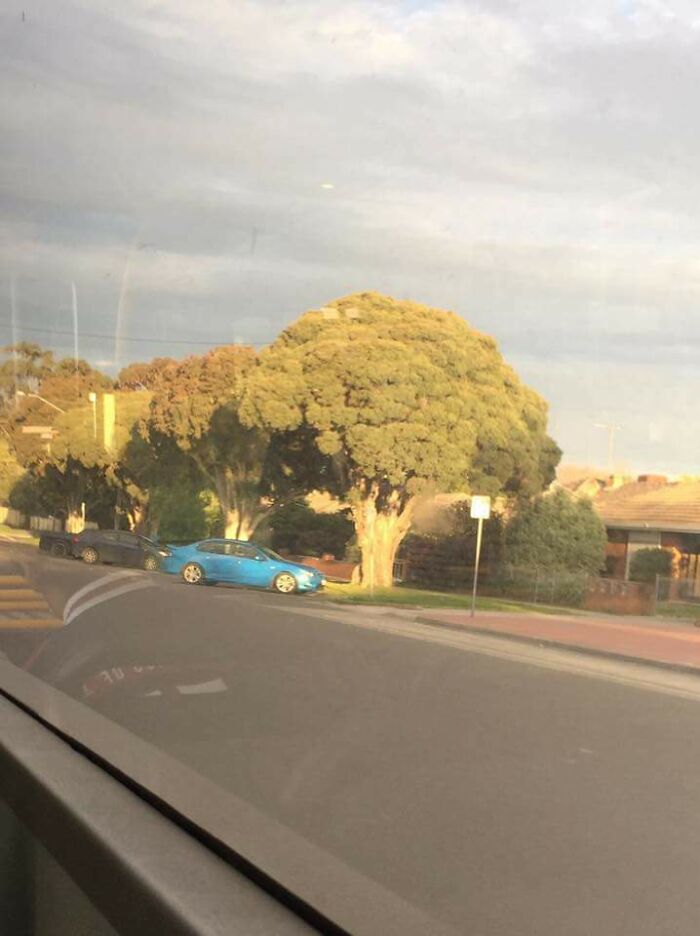 A tree casting a shadow on a parked blue car creates a mildly interesting illusion of a bushy shape.