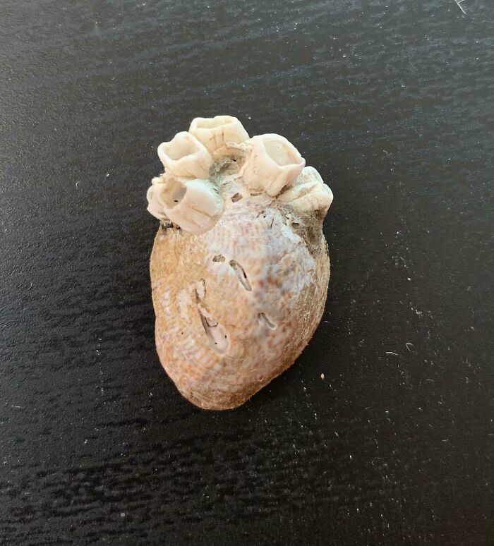 Mildly interesting seashell with barnacles attached, resembling a heart, on a dark surface.